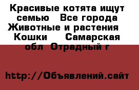 Красивые котята ищут семью - Все города Животные и растения » Кошки   . Самарская обл.,Отрадный г.
